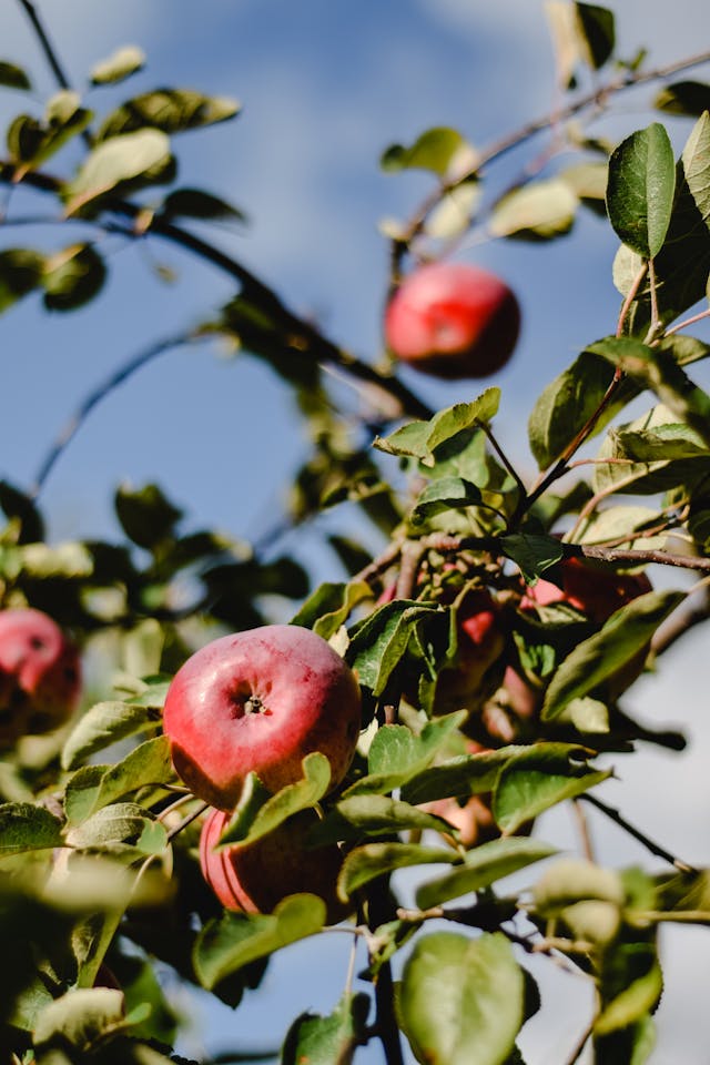 Apple tree